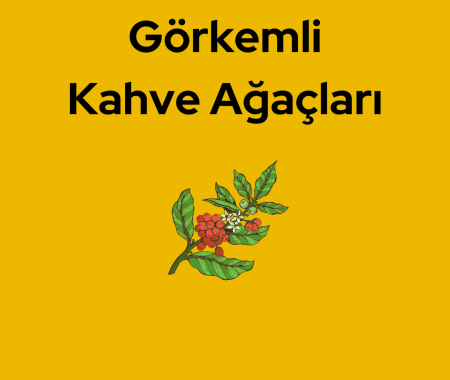 Kahve Ağaçları